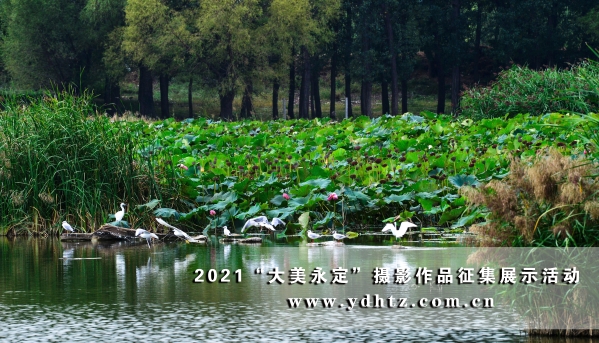 【大美永定】官厅水库国度湿地公园成生态文旅热土 【大美永定】官厅水库国度湿地公园成生态文旅热土