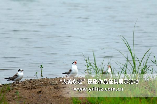 【大美永定】生态建复再现鸟类乐园